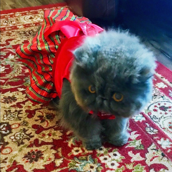 Meet your Posher, Christa - Picture 1 of 2